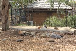 Odpoczywajce kangury i wallaby