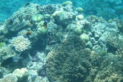 Rnorodno koralowcw bya faktycznie olbrzymia