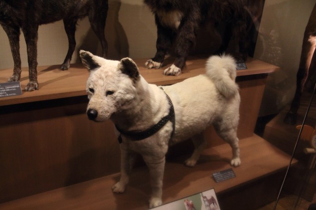 Wypchany Hachiko w Muzeum Nauki