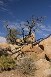 Okadka Albumu:  Park Narodowy Joshua Tree w Kalifornii