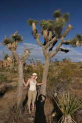 Joshua Tree, czyli jukka, charakterystyczna rolina Pustyni Mojave i caego parku.