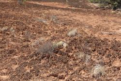 Soil crust: bardzo czsty widok w tamtych terenach. Skupiska cyjanobakterii daj pocztek yciu na tej jaowej glebie