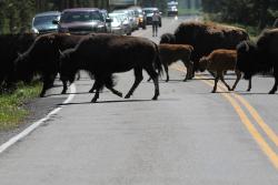 Nawet po wyjechaniu z Yellowstone bizony jeszcze s w duych ilociach