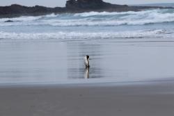 Ten ztooki pingwin postanowi si czyci po kadym kroku...