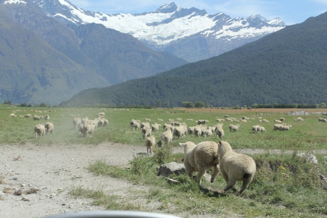 Owce s wszdzie. Tu na szutrowej (bardzo wyboistej) drodze do parku narodowego Mt. Aspiring