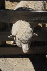 To owce rasy merynos, synne z delikatnej (cho wolno rosncej) weny