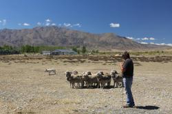 Pasterz, owce oraz pies pasterski, ktry reaguje na komendy