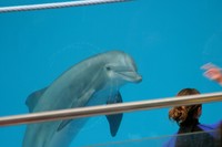 Delfin pod wod obserwuje polecenie treserki